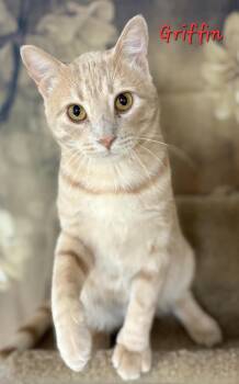 Rescue Domestic Short Hair Cats for Adoption in Aurora, Nebraska - Griffin | PetCurious