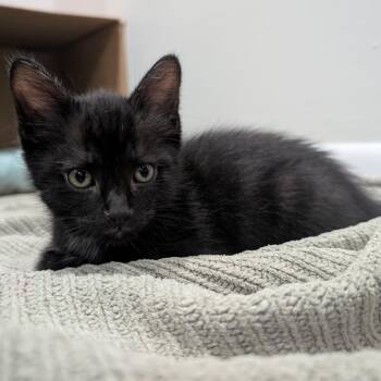 Domestic Short Hair Cats Available for Adoption - Shane | PetCurious