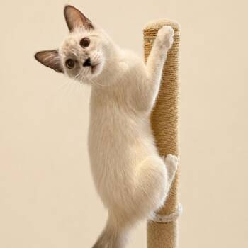 Pippa -  American Shorthair and Siamese Cat for Adoption in San Saba, Texas - Pippa | PetCurious