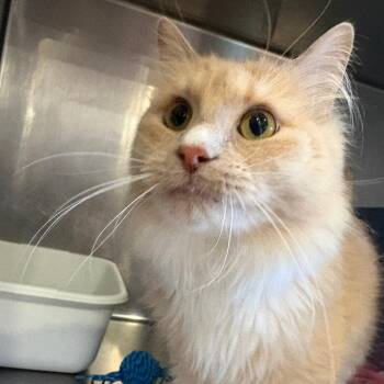 Squash -  Domestic Long Hair Cat for Adoption in Spokane, Washington - Squash | PetCurious