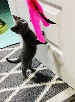 Rescue Domestic Short Hair Cats for Adoption in Omaha, Nebraska - BLYNKEN | PetCurious