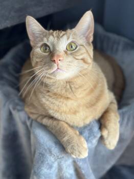 Domestic Short Hair Cats Available for Adoption in Avon, New York - Franklin | PetCurious