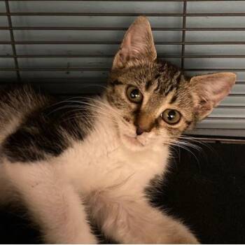 Rescue Domestic Short Hair Cats for Adoption in Ocean Isle Beach, North Carolina - Britta | PetCurious