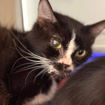Maisie -  Domestic Medium Hair Cat for Adoption in Cumming, Georgia - Maisie | PetCurious