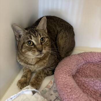 Domestic Short Hair Cats Available for Adoption in League City, Texas - Whispers | PetCurious