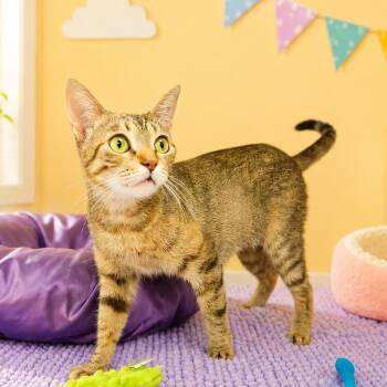 Candy Land -  Domestic Short Hair and Torbie Cat for Adoption in Greensburg, Pennsylvania - Candy Land | PetCurious