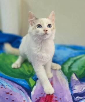 Miya -  Siamese and Domestic Medium Hair Cat for Adoption in Clovis, California - Miya | PetCurious