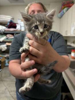 Chad -  Domestic Short Hair Cat for Adoption in Lampasas, Texas - Chad | PetCurious