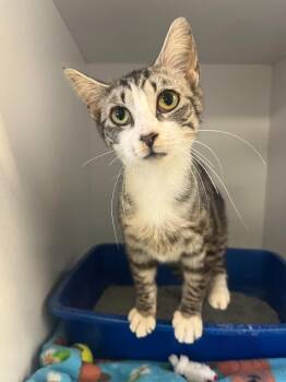 Mills -  Domestic Short Hair Cat for Adoption in New Kensington, Pennsylvania - Mills | PetCurious