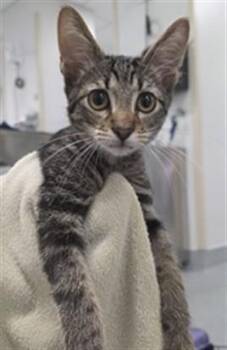 SANTA FE -  Domestic Short Hair Cat for Adoption in Ocala, Florida - SANTA FE | PetCurious