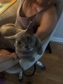 Lennox -  Domestic Short Hair Cat for Adoption in Harrisburg, Pennsylvania - Lennox | PetCurious