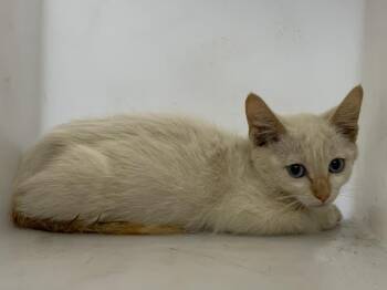 A255706 -  Siamese and Domestic Short Hair Cat for Adoption in Visalia, California - A255706 | PetCurious