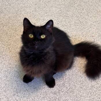 Rescue Domestic Medium Hair Cats for Adoption in Mt. Juliet, Tennessee - Mama Jade | PetCurious