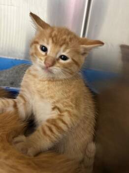 Garfield -  Domestic Short Hair Cat for Adoption in Lake City, Arkansas - Garfield | PetCurious