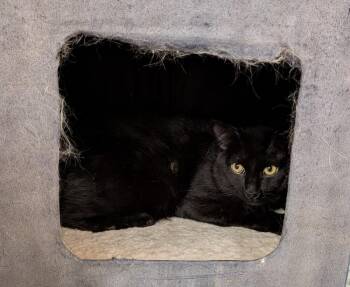 Sherlock -  Domestic Medium Hair Cat for Adoption in Tucson, Arizona - Sherlock | PetCurious