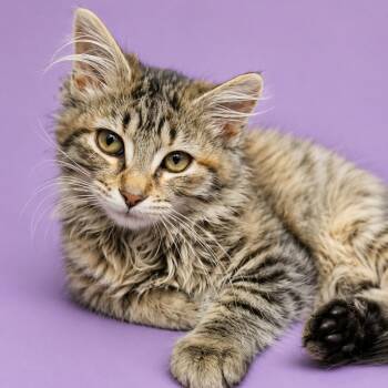 Domestic Medium Hair Cats Available for Adoption in Concord, North Carolina - Eve | PetCurious