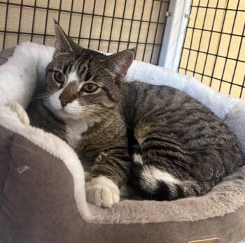 Domestic Medium Hair Cats Available for Adoption in Green River, Wyoming - Tabi | PetCurious