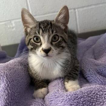Captain Kirk -  Domestic Short Hair Cat for Adoption in Phoenix, Arizona - Captain Kirk | PetCurious