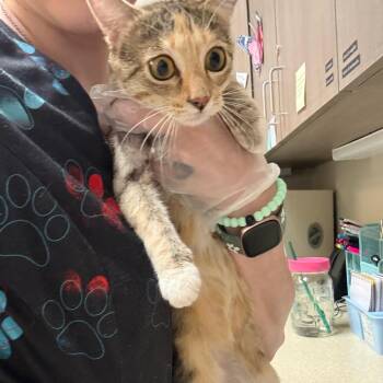 Truvy -  Domestic Short Hair Cat for Adoption in Great Falls, Montana - Truvy | PetCurious