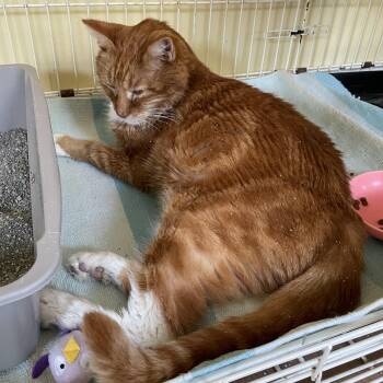 Rescue Domestic Short Hair Cats for Adoption in Wells, Maine - Simon | PetCurious