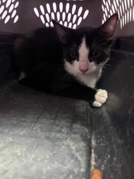 61249745 -  Domestic Short Hair Cat for Adoption in El Paso, Texas - 61249745 | PetCurious