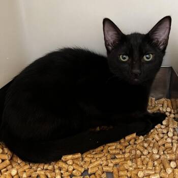 Raven -  Domestic Short Hair Cat for Adoption in Harrisonburg, Virginia - Raven | PetCurious