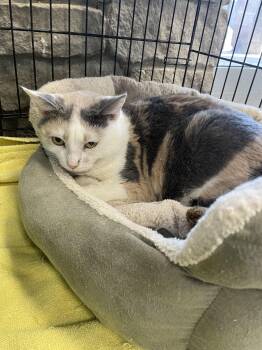 Dilute Calico and Domestic Short Hair Cats Available for Adoption - Mrs Jones | PetCurious