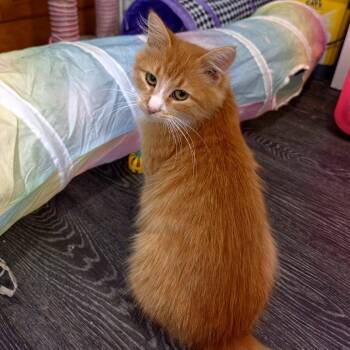 Alma -  Domestic Medium Hair Cat for Adoption in Green Bay, Wisconsin - Alma | PetCurious