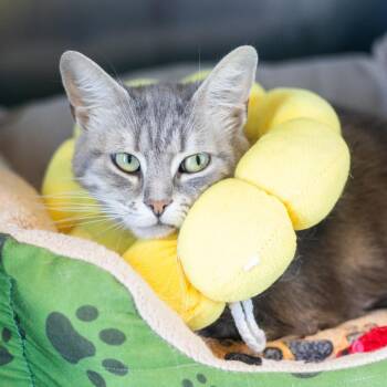 Domestic Short Hair Cats Available for Adoption in Wilmington, Delaware - Giselle | PetCurious