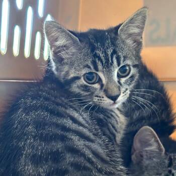 Rotini -  Domestic Short Hair Cat for Adoption in Montgomery, Alabama - Rotini | PetCurious