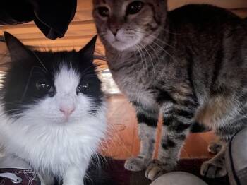 Rescue Domestic Short Hair Cats for Adoption in Denver, Colorado - Wink | PetCurious
