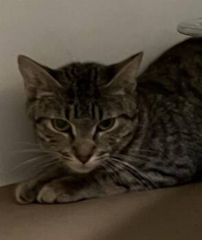 TOSTITOS -  Domestic Short Hair Cat for Adoption in Boston, Massachusetts - TOSTITOS | PetCurious
