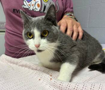 Popcorn -  Domestic Short Hair Cat for Adoption in Cincinnati, Ohio - Popcorn | PetCurious