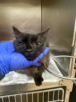 LEMON SHAKE UP -  Domestic Long Hair Cat for Adoption in Belleville, Illinois - LEMON SHAKE UP | PetCurious
