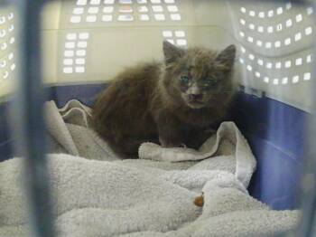 A1271549 -  Domestic Short Hair Cat for Adoption in Charlotte, North Carolina - A1271549 | PetCurious