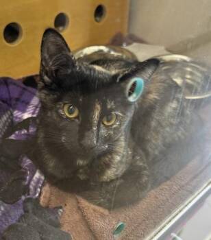 Lishma -  Domestic Short Hair Cat for Adoption in Bellevue, Washington - Lishma | PetCurious