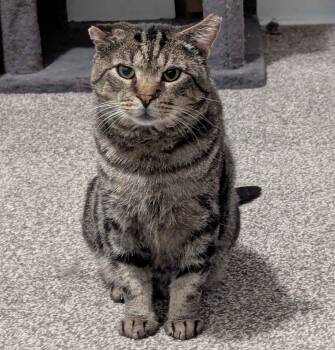 Papa John -  Domestic Short Hair Cat for Adoption in Seven Valleys, Pennsylvania - Papa John | PetCurious