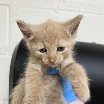 SVAS-Stray-39270 -  Domestic Short Hair Cat for Adoption in Lyndhurst, Virginia - SVAS-Stray-39270 | PetCurious