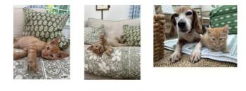 Hades (FCID# 6/23/26-10 West Chester foster)KDC -  Tabby Cat for Adoption in Greenville, Delaware - Hades (FCID# 6/23/26-10 West Chester Foster)KDC | PetCurious