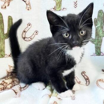 Appaloosa -  Domestic Short Hair Cat Available for Adoption in Mt. Juliet, Tennessee - Appaloosa | PetCurious