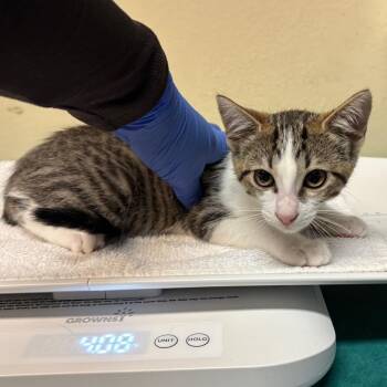 Popquiz -  Domestic Short Hair Cat for Adoption in Pasadena, California - Popquiz | PetCurious