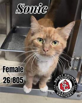 Sonic -  Domestic Short Hair Cat for Adoption in Georgetown, Kentucky - Sonic | PetCurious
