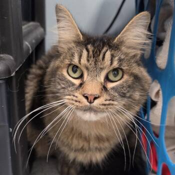 Kovu Express -  Domestic Long Hair Cat for Adoption in New Castle, Delaware - Kovu Express | PetCurious