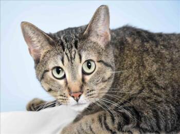 Domestic Short Hair Cats Available for Adoption - TABITHA | PetCurious