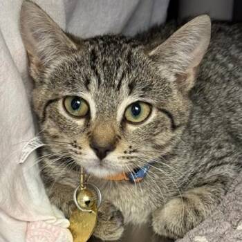 Crabby Patty -  Domestic Short Hair Cat for Adoption in Lansing, Michigan - Crabby Patty | PetCurious