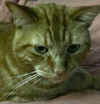 Rescue Tabby Cats for Adoption in Ypsilanti, Michigan - Dari | PetCurious