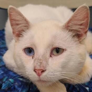 Custard -  Domestic Short Hair Cat for Adoption in Verona, Wisconsin - Custard | PetCurious