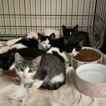 Stacy -  Domestic Short Hair Cat for Adoption in Long Beach, California - Stacy | PetCurious