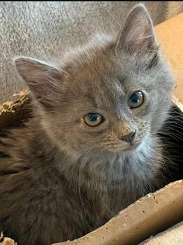 Eloise -  Domestic Medium Hair Cat for Adoption in West Palm Beach, Florida - Eloise | PetCurious