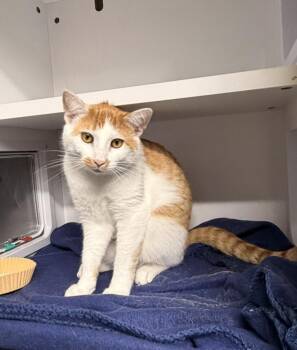 Domestic Short Hair Cats Available for Adoption - Owen | PetCurious